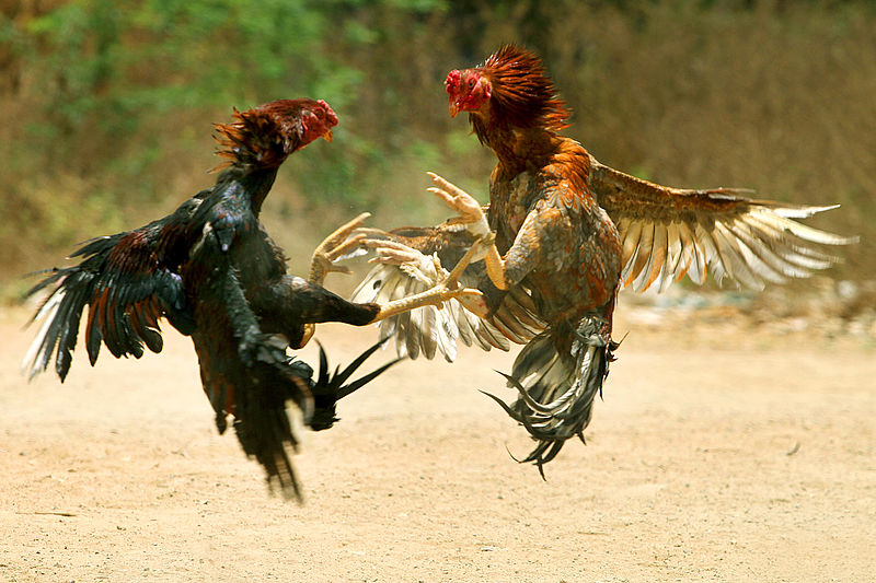 800px-COCK_FIGHT